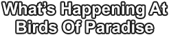 What’s Happening At Birds Of Paradise